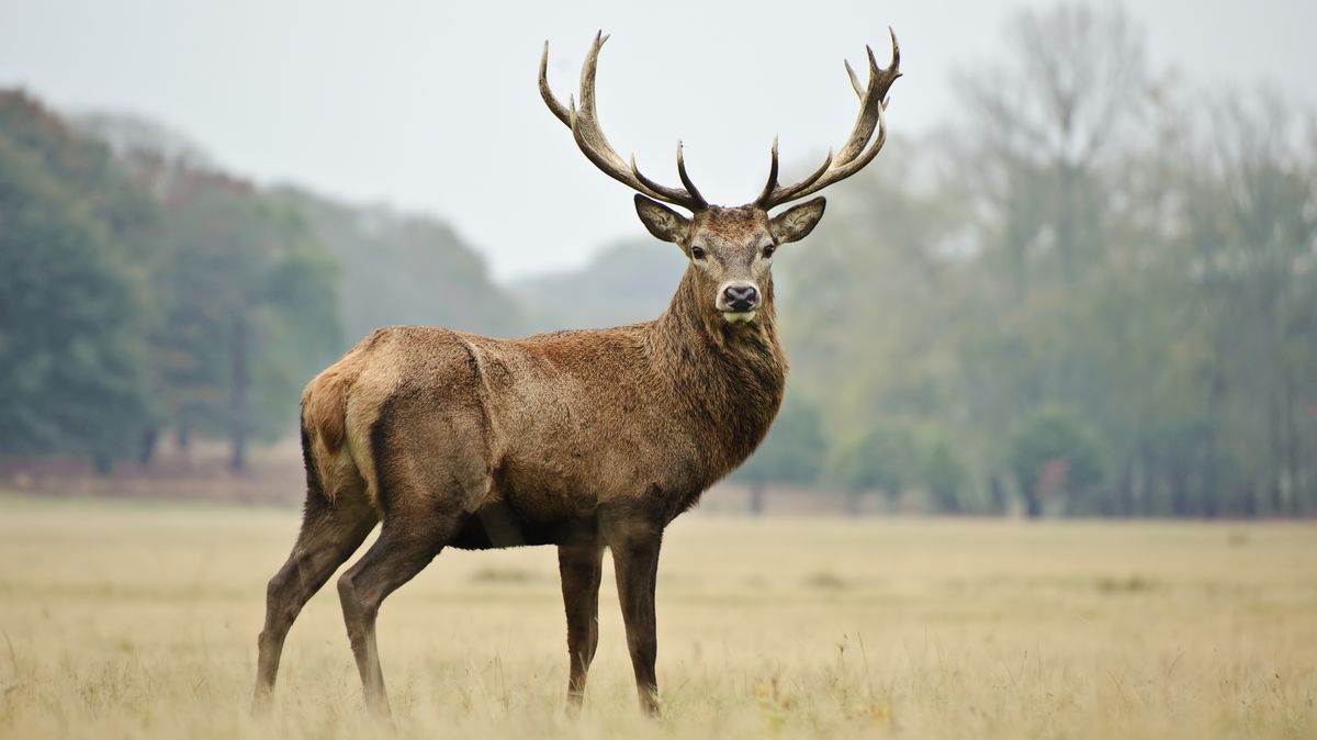 V Krkonoších začne v prosinci kvůli jelenům platit omezení na některých trasách